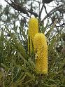 (6) Banksia